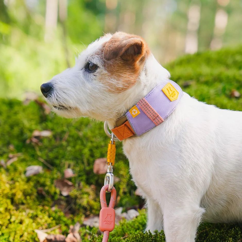 Kaufen Sie Alpha 360 Hundehalsband fr Ihren Hund | Tinybuddy
