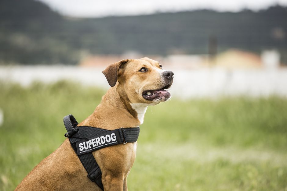 ABRRLO 6er-Pack Welpenspielzeug Für Kleine Hunde Kauspielzeuge Welpen, Weicher Guiknochen