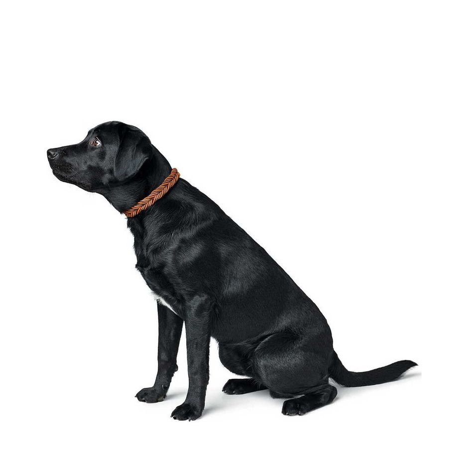 Kaufen Sie Hunter Solid Education Cord Lederhalsband Orange | Tinybuddy
