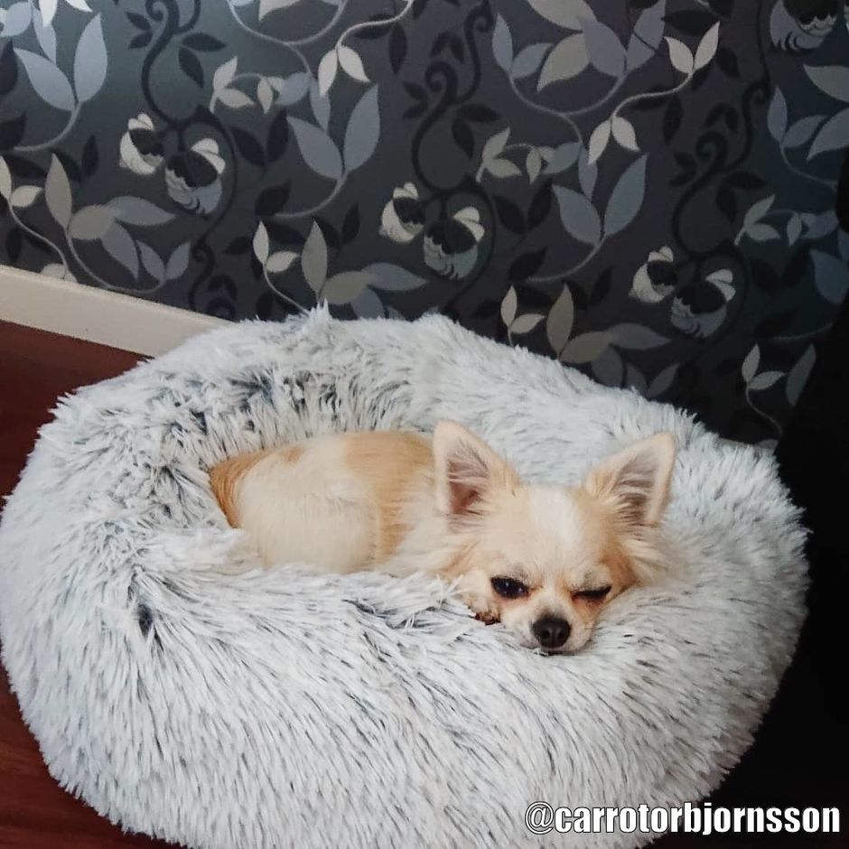 Kaufen Sie Harvey Hundebett Grau fr Ihren Hund | Tinybuddy