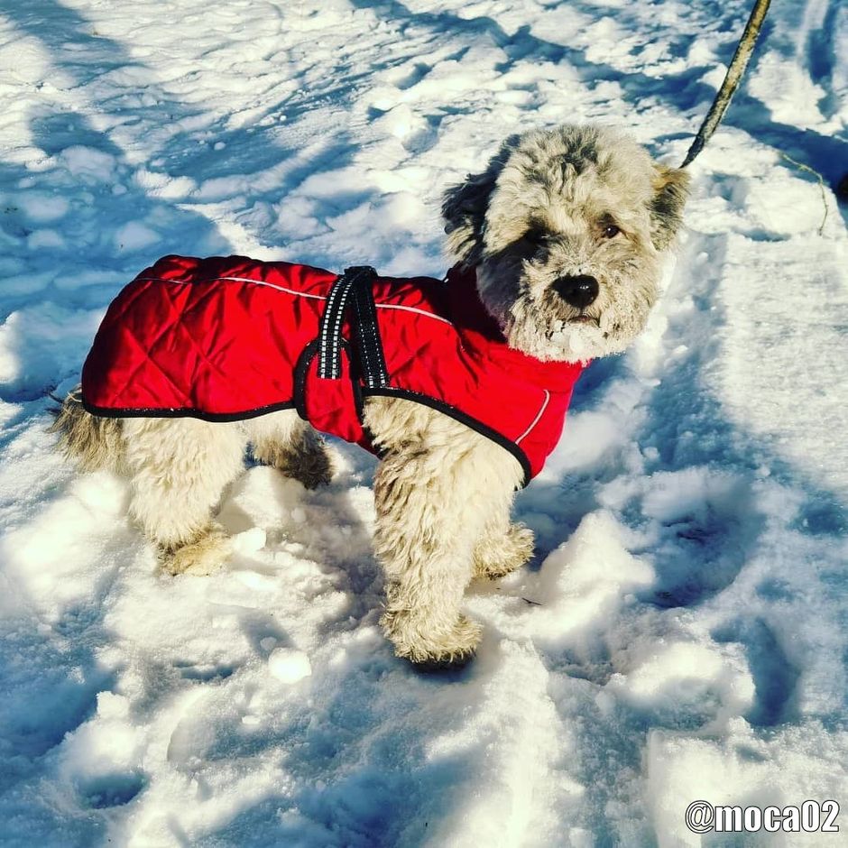 hundebett groe hunde Orthopdisches Premium-Hundekissen fr groe Hunde mit groem Anspruch   Lilleefee