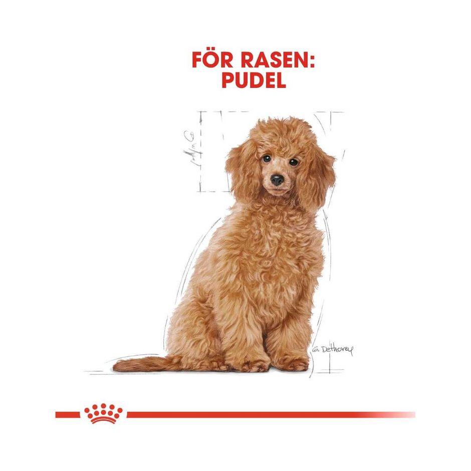 Kaufen Sie Royal Canin Poodle Puppy fr Ihren Hund | Tinybuddy