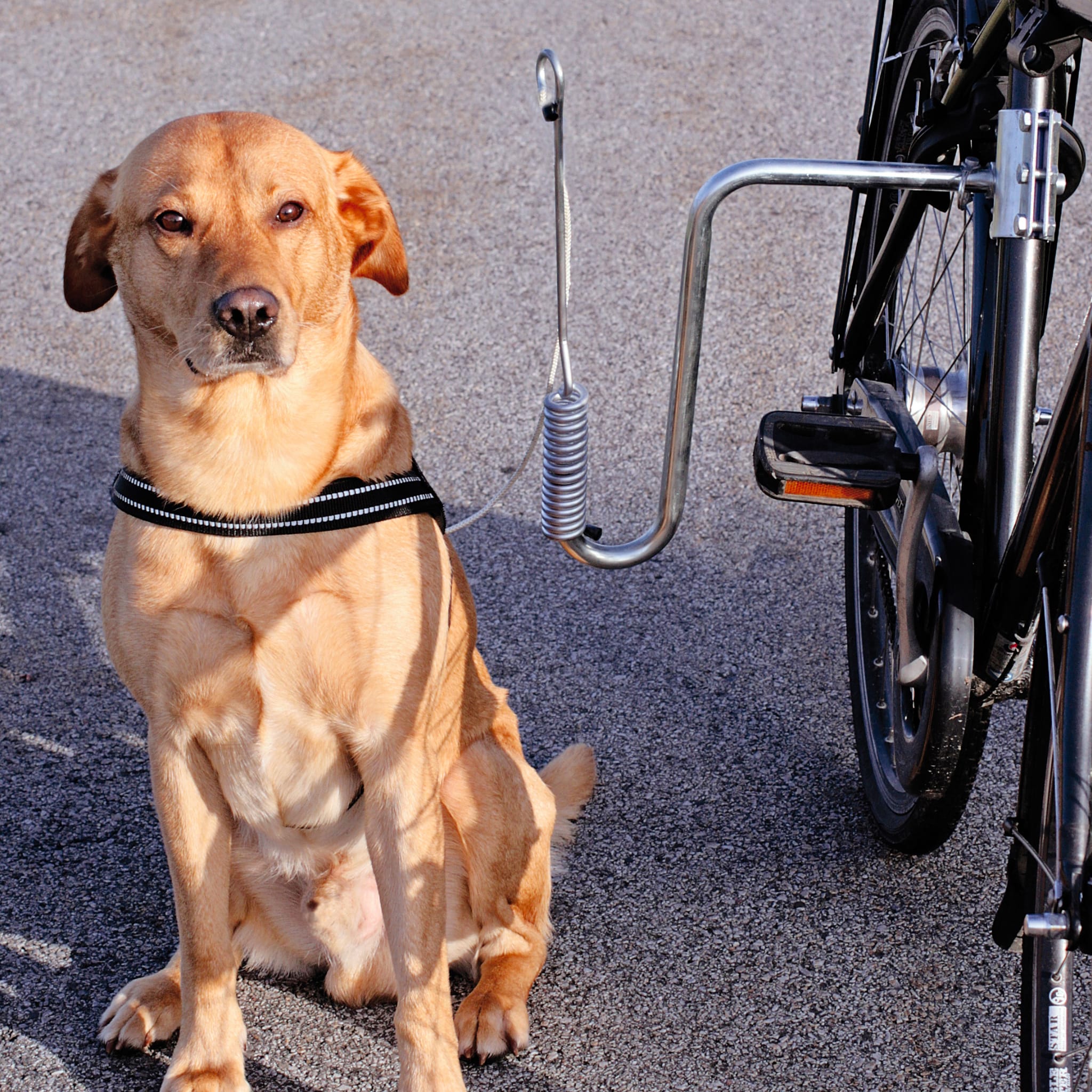 Kaufen Sie Fahrradhalterung fr Hunde fr Ihren Hund | Tinybuddy
